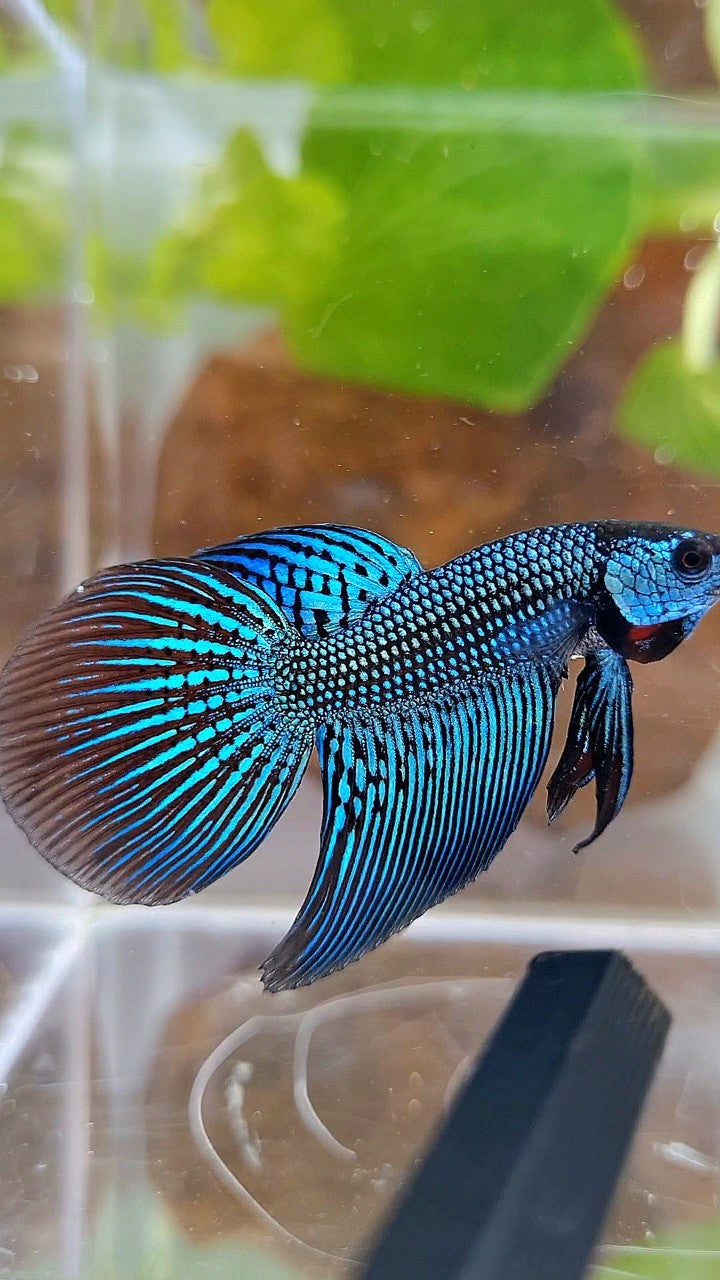 LONGFIN ALIEN GREEN HYBRID WILD BETTA FISH