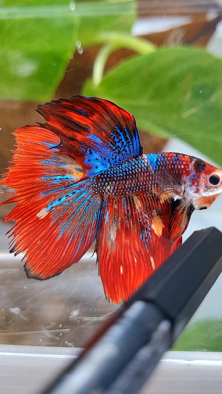 HALFMOON RED METTALIC MULTICOLOR BETTA FISH