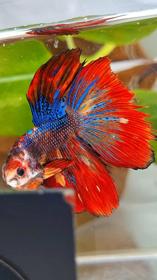 HALFMOON RED METTALIC MULTICOLOR BETTA FISH