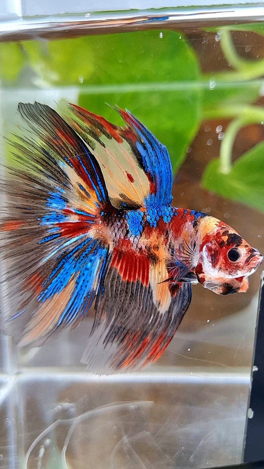 HALFMOON ROSETAIL METTALIC KOI MULTICOLOR BETTA FISH