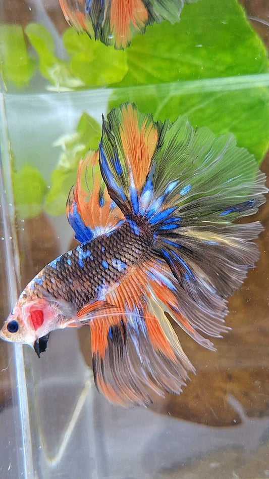 HALFMOON OVERTAIL ROSETAIL ORANGE YELLOW KOI GALAXY MULTICOLOR BETTA FISH