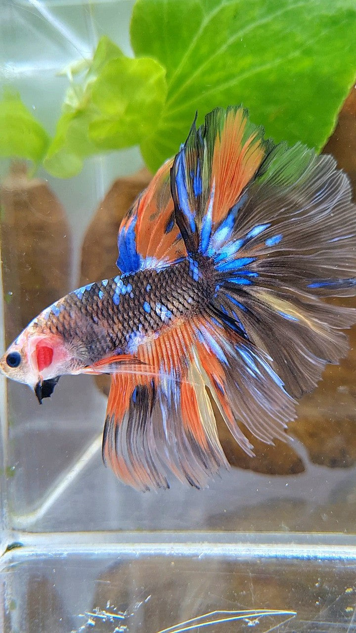 HALFMOON OVERTAIL ROSETAIL ORANGE YELLOW KOI GALAXY MULTICOLOR BETTA FISH