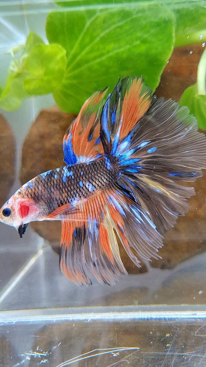 HALFMOON OVERTAIL ROSETAIL ORANGE YELLOW KOI GALAXY MULTICOLOR BETTA FISH