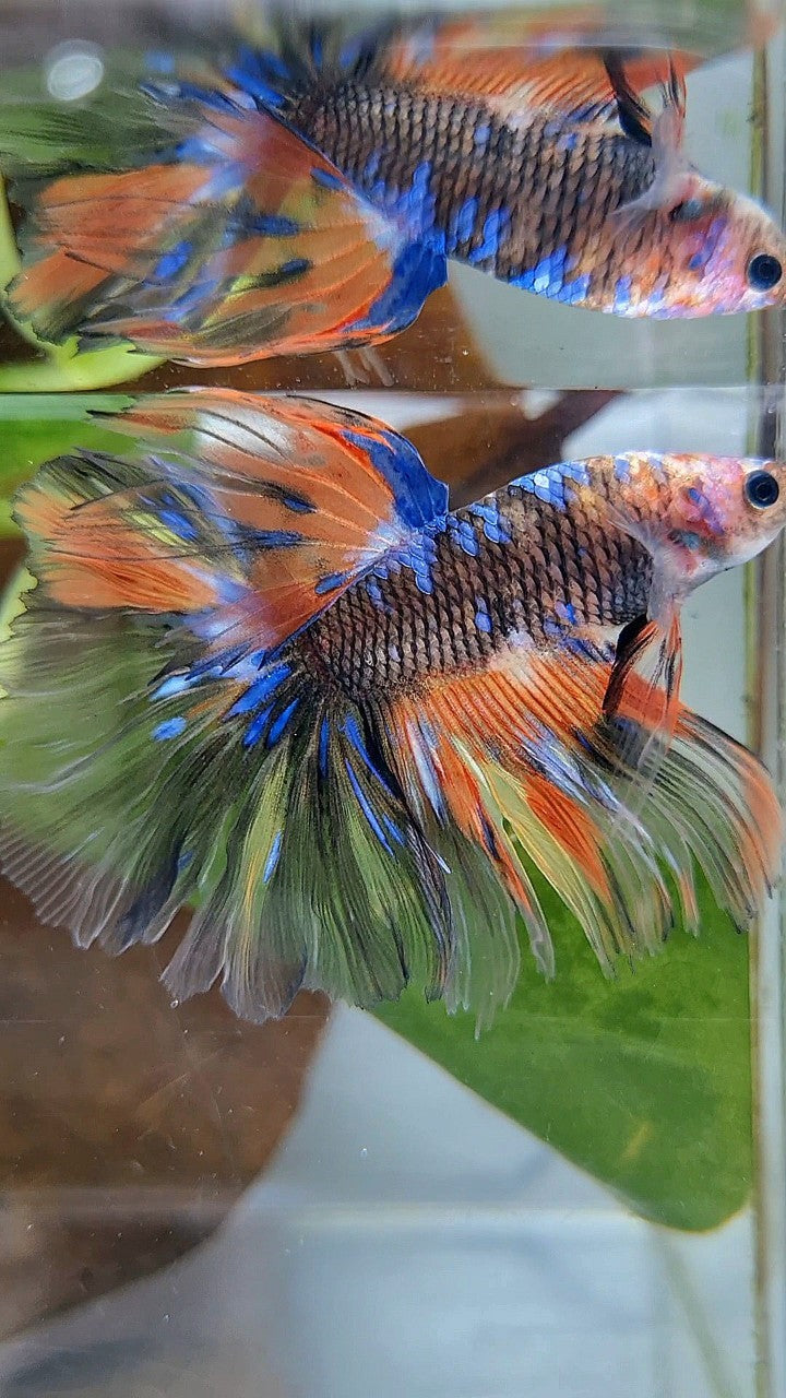 HALFMOON OVERTAIL ROSETAIL ORANGE YELLOW KOI GALAXY MULTICOLOR BETTA FISH
