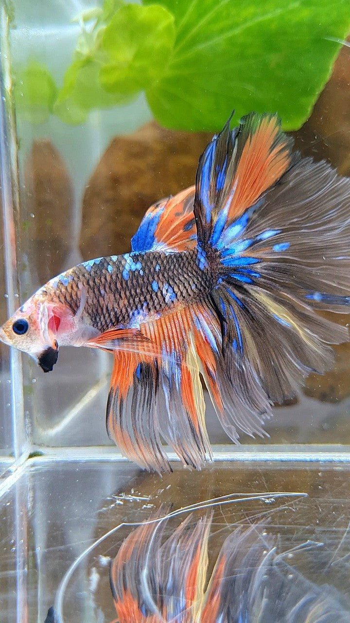 HALFMOON OVERTAIL ROSETAIL ORANGE YELLOW KOI GALAXY MULTICOLOR BETTA FISH