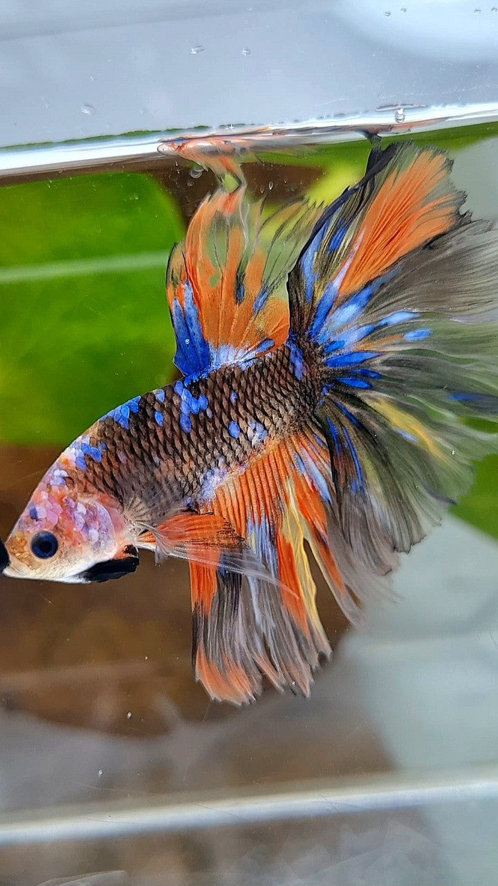 HALFMOON OVERTAIL ROSETAIL ORANGE YELLOW KOI GALAXY MULTICOLOR BETTA FISH