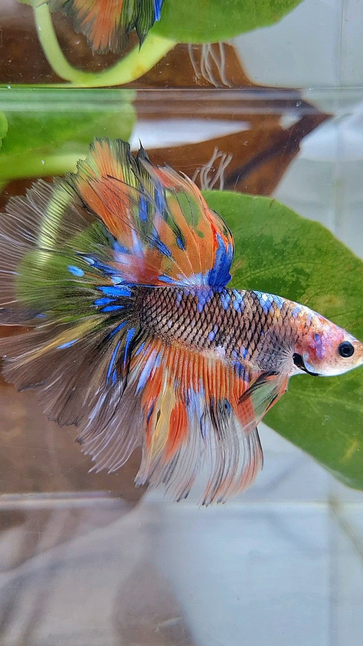 HALFMOON OVERTAIL ROSETAIL ORANGE YELLOW KOI GALAXY MULTICOLOR BETTA FISH