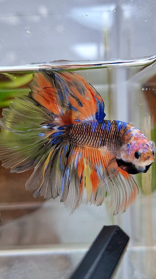 HALFMOON OVERTAIL ROSETAIL ORANGE YELLOW KOI GALAXY MULTICOLOR BETTA FISH