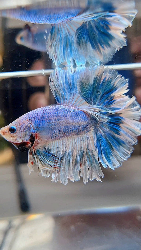 HALFMOON FEATHER TAIL BLUE SKY MARBLE PATTERN BETTA FISH