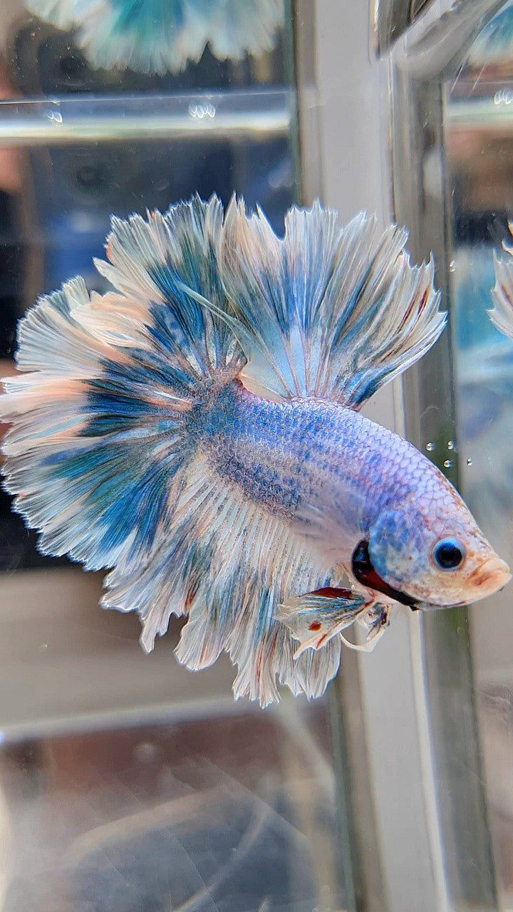 HALFMOON FEATHER TAIL BLUE SKY MARBLE PATTERN BETTA FISH