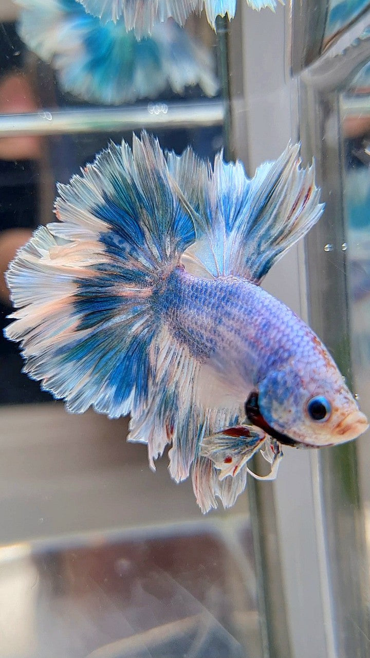 HALFMOON FEATHER TAIL BLUE SKY MARBLE PATTERN BETTA FISH