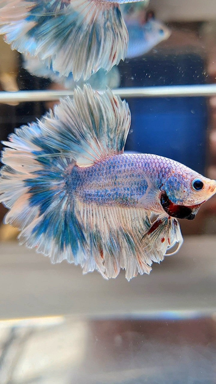 HALFMOON FEATHER TAIL BLUE SKY MARBLE PATTERN BETTA FISH