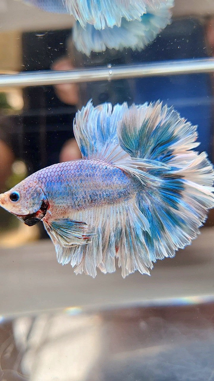 HALFMOON FEATHER TAIL BLUE SKY MARBLE PATTERN BETTA FISH