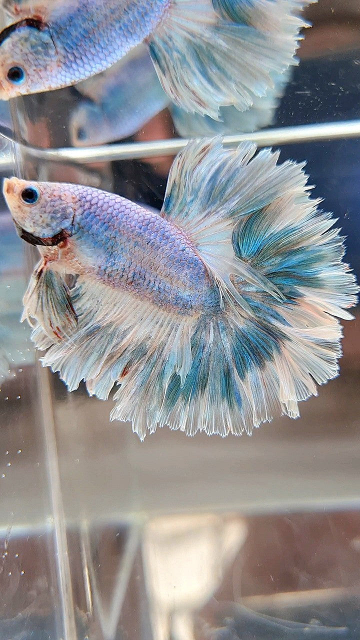 HALFMOON FEATHER TAIL BLUE SKY MARBLE PATTERN BETTA FISH