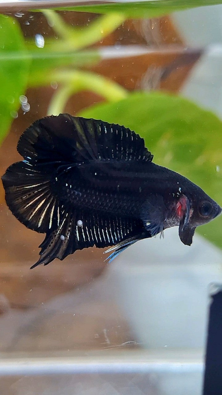 PLAKAT DOUBLE TAIL BLACK COPPER BATMAN BETTA FISH