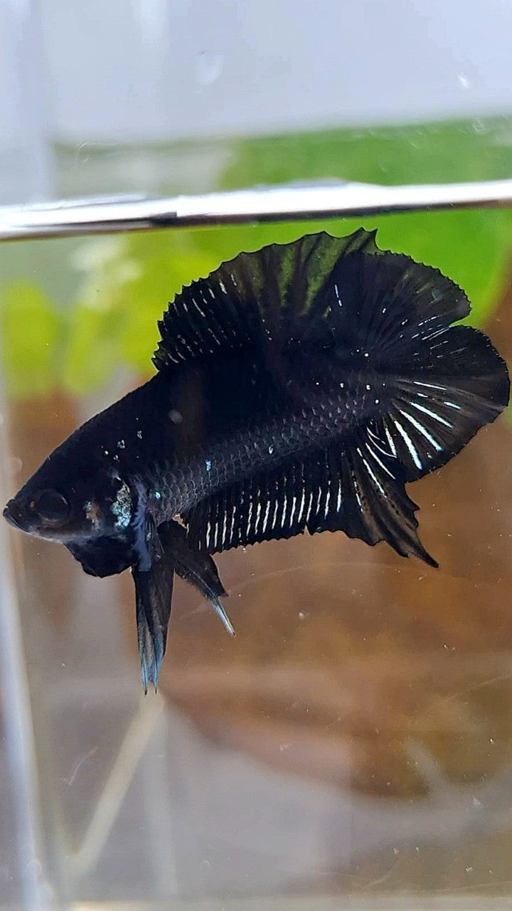 PLAKAT DOUBLE TAIL BLACK COPPER BATMAN BETTA FISH