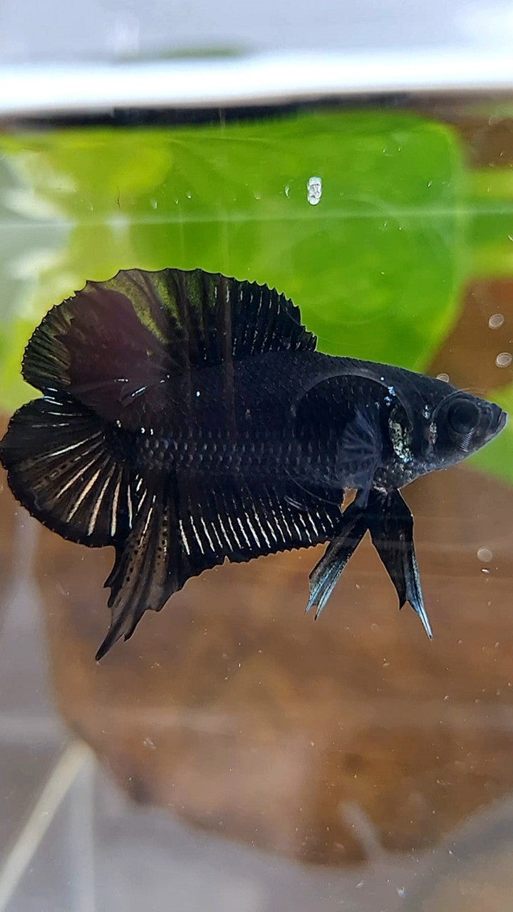 PLAKAT DOUBLE TAIL BLACK COPPER BATMAN BETTA FISH