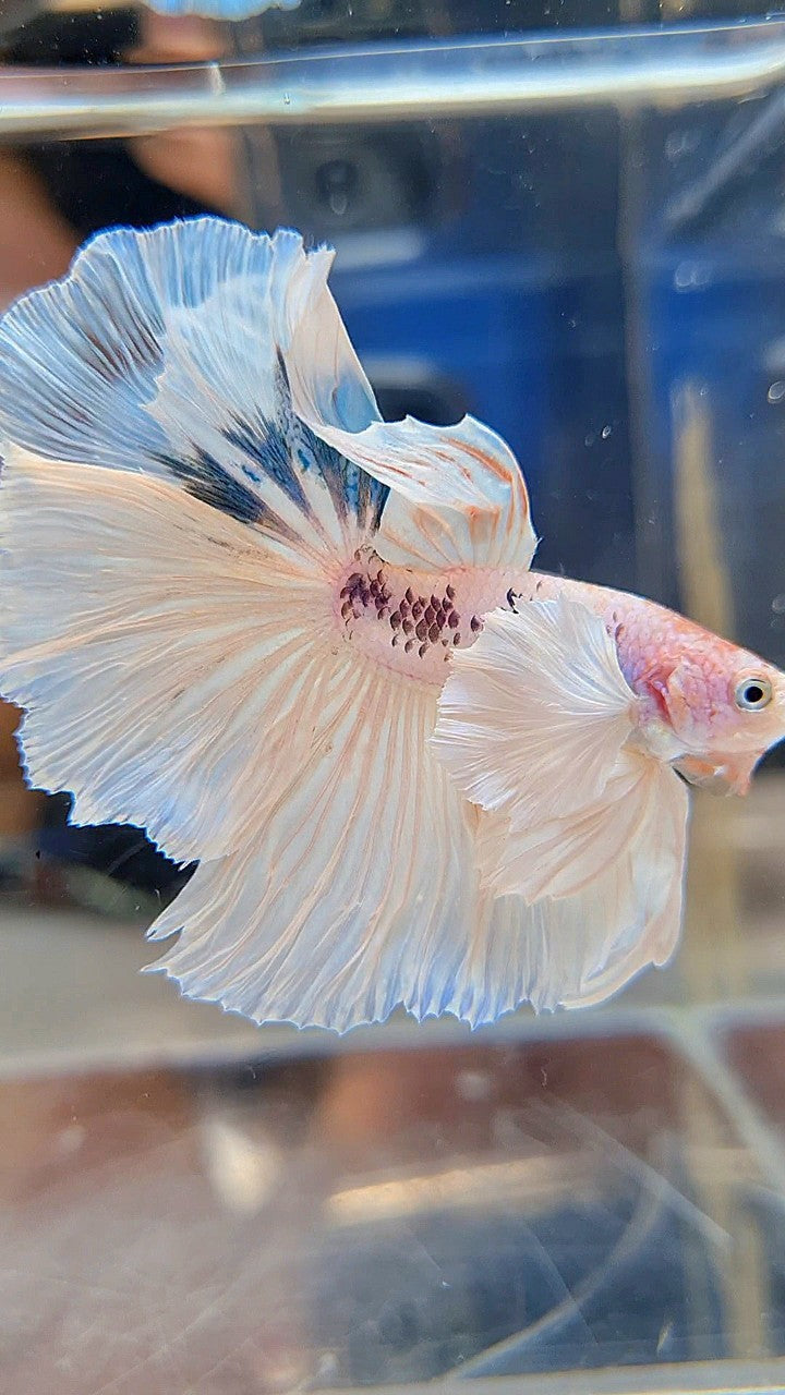 HALFMOON SUPER DUMBO EAR ROSETAIL WHITE COLOR WASH BETTA FISH