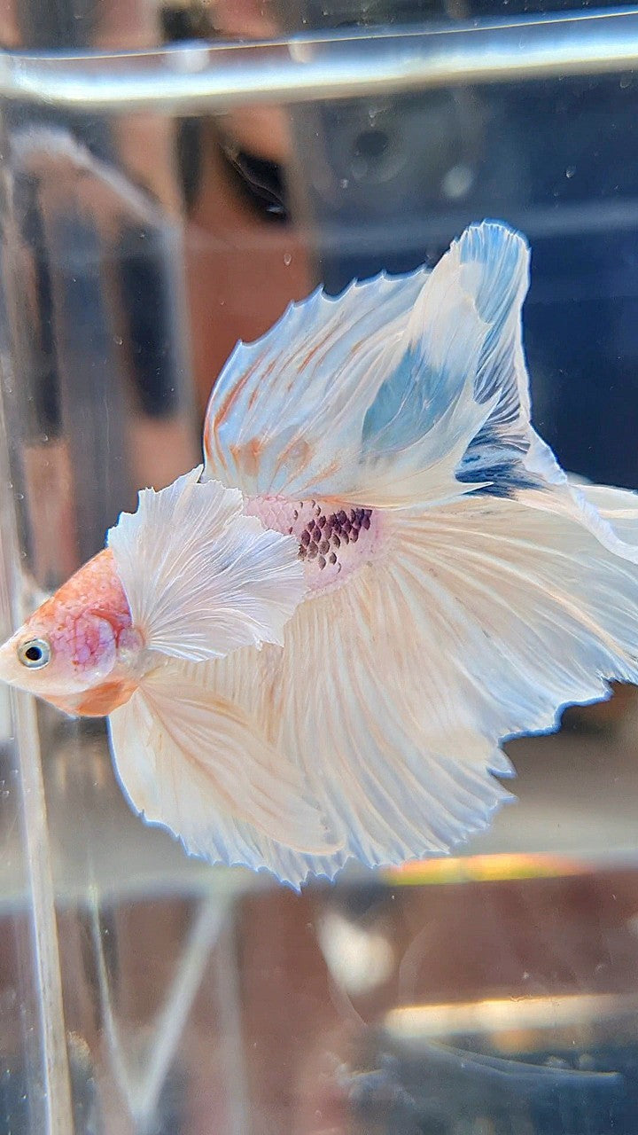 HALFMOON SUPER DUMBO EAR ROSETAIL WHITE COLOR WASH BETTA FISH