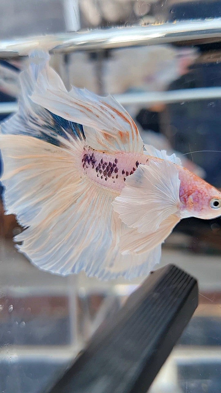 HALFMOON SUPER DUMBO EAR ROSETAIL WHITE COLOR WASH BETTA FISH