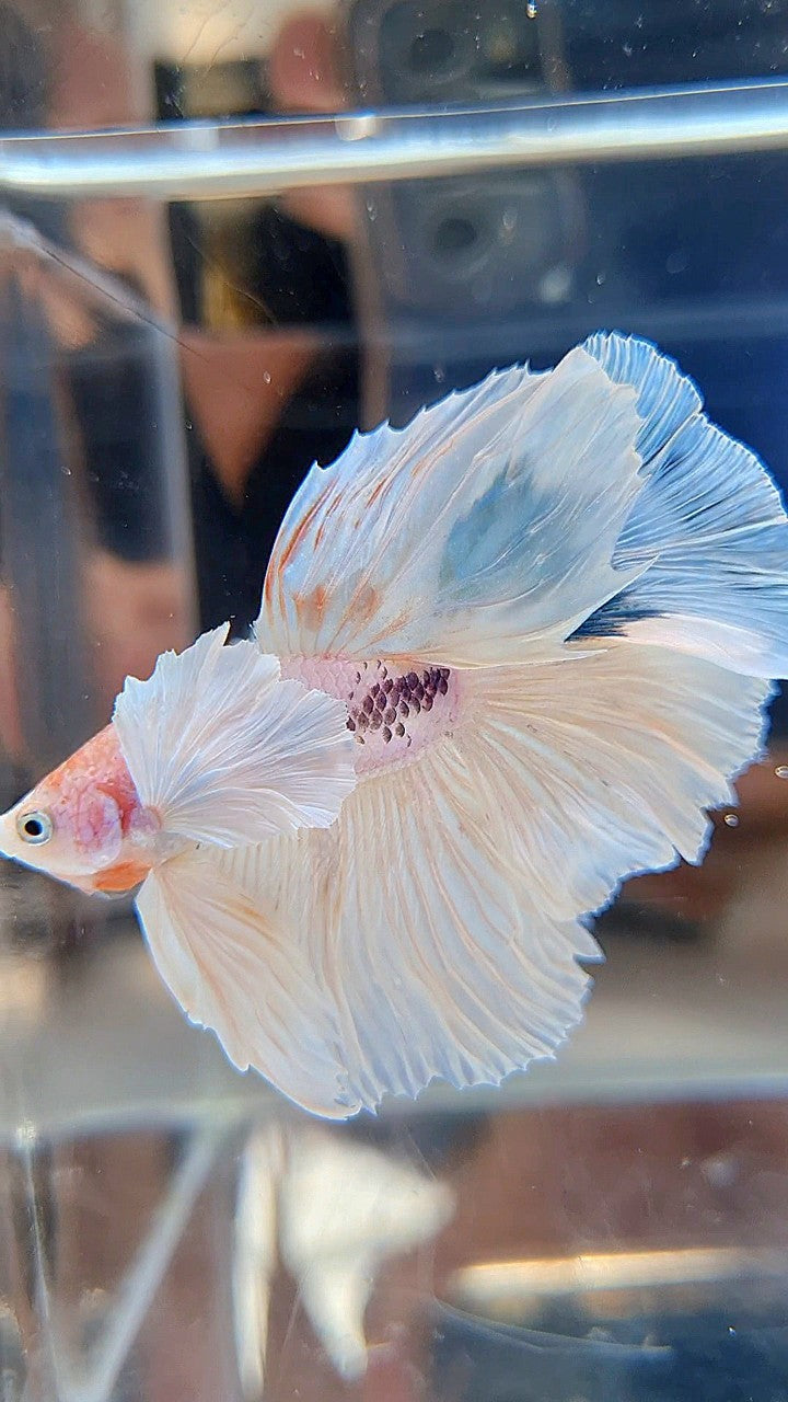 HALFMOON SUPER DUMBO EAR ROSETAIL WHITE COLOR WASH BETTA FISH