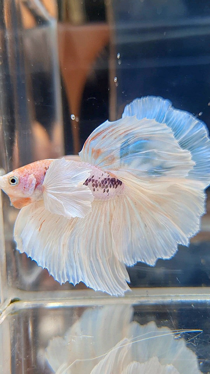 HALFMOON SUPER DUMBO EAR ROSETAIL WHITE COLOR WASH BETTA FISH