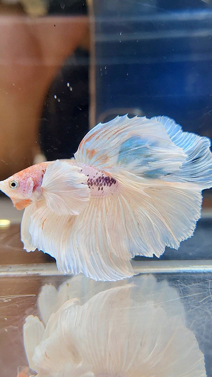 HALFMOON SUPER DUMBO EAR ROSETAIL WHITE COLOR WASH BETTA FISH