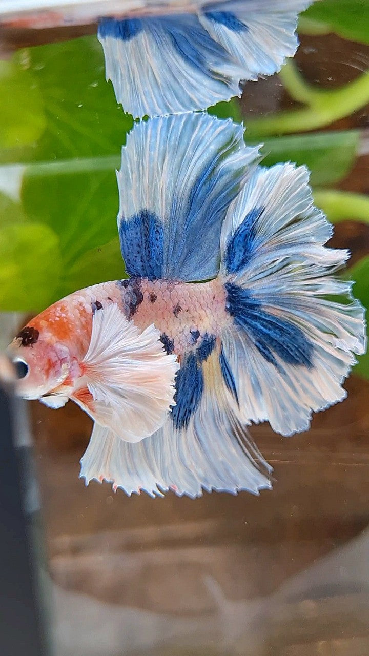 HALFMOON DUMBO EAR ROSETAIL BLUE DOTS MULTICOLOR BETTA FISH