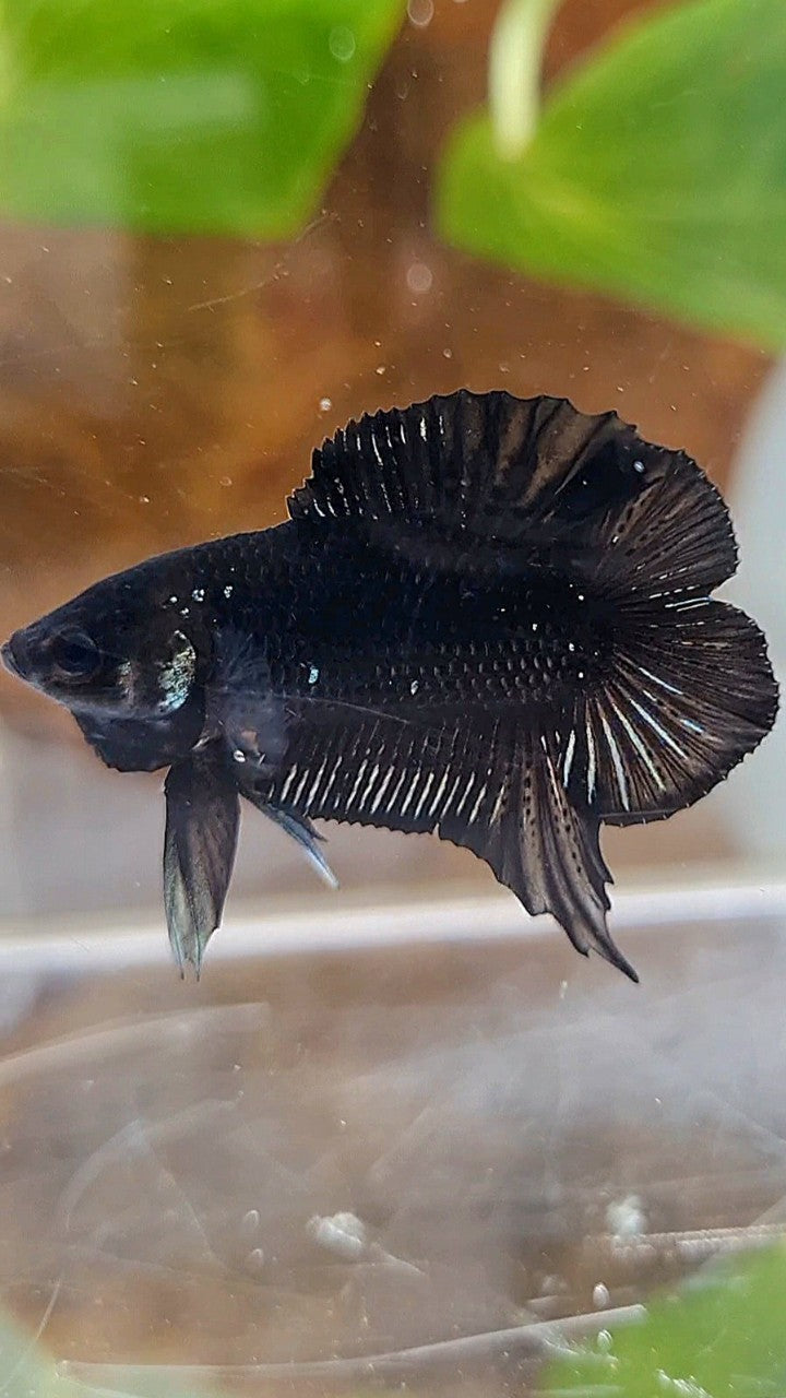PLAKAT DOUBLE TAIL BLACK COPPER BATMAN BETTA FISH