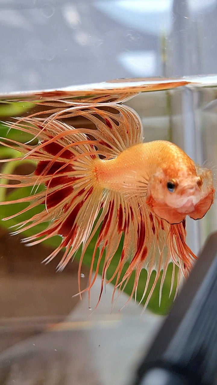 CROWNTAIL ARMAGEDDON BETTA FISH