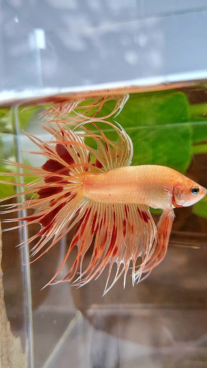 CROWNTAIL ARMAGEDDON BETTA FISH
