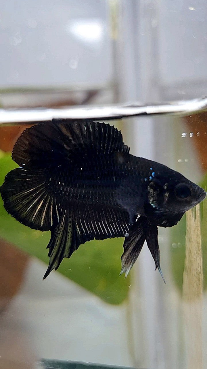 PLAKAT DOUBLE TAIL BLACK COPPER BATMAN BETTA FISH