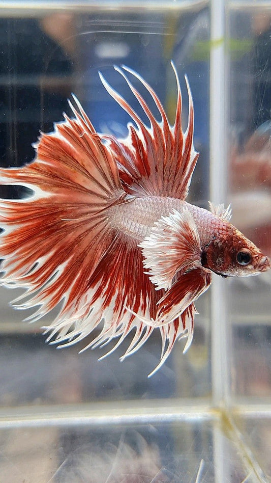 CROWNTAIL DUMBO EAR ROSEGOLD BETTA FISH