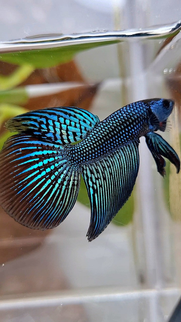 LONGFIN ALIEN GREEN HYBRID WILD BETTA FISH