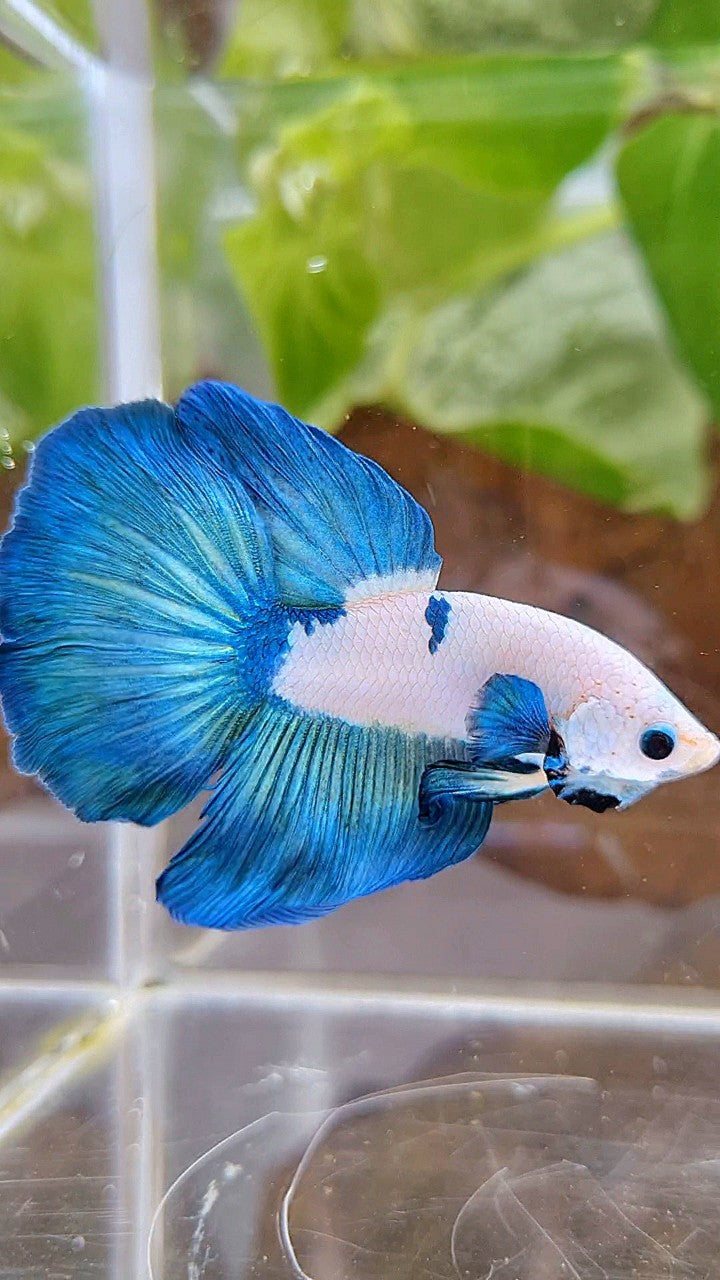 HALFMOON ROSETAIL BLUE RIM BICOLOR PANDA BETTA FISH