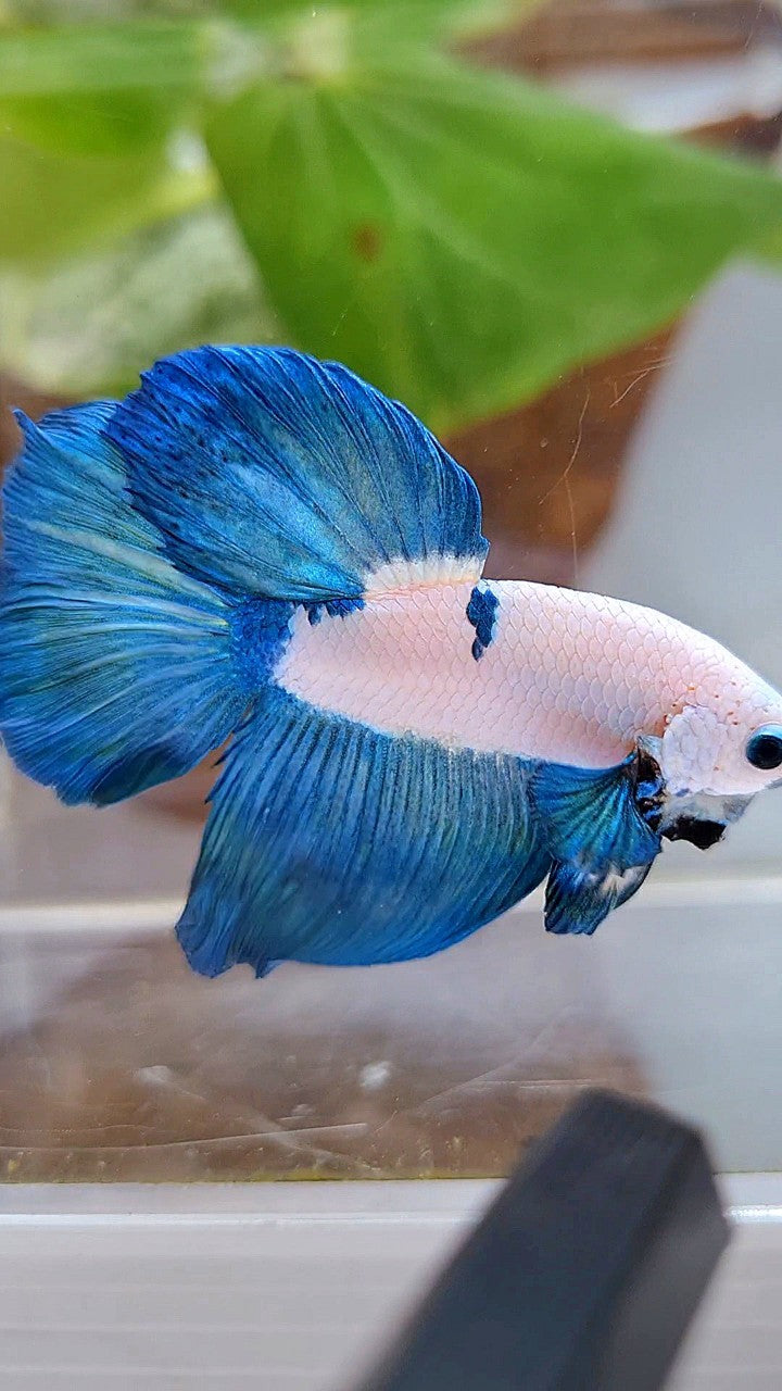 HALFMOON ROSETAIL BLUE RIM BICOLOR PANDA BETTA FISH
