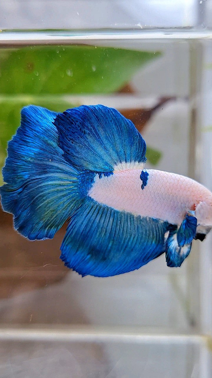 HALFMOON ROSETAIL BLUE RIM BICOLOR PANDA BETTA FISH