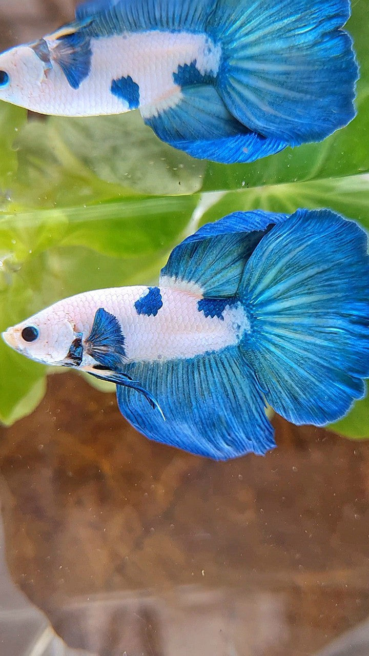HALFMOON ROSETAIL BLUE RIM BICOLOR PANDA BETTA FISH
