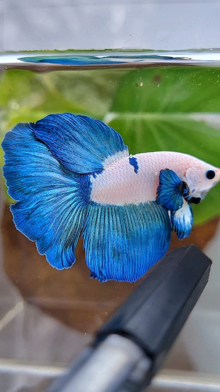HALFMOON ROSETAIL BLUE RIM BICOLOR PANDA BETTA FISH