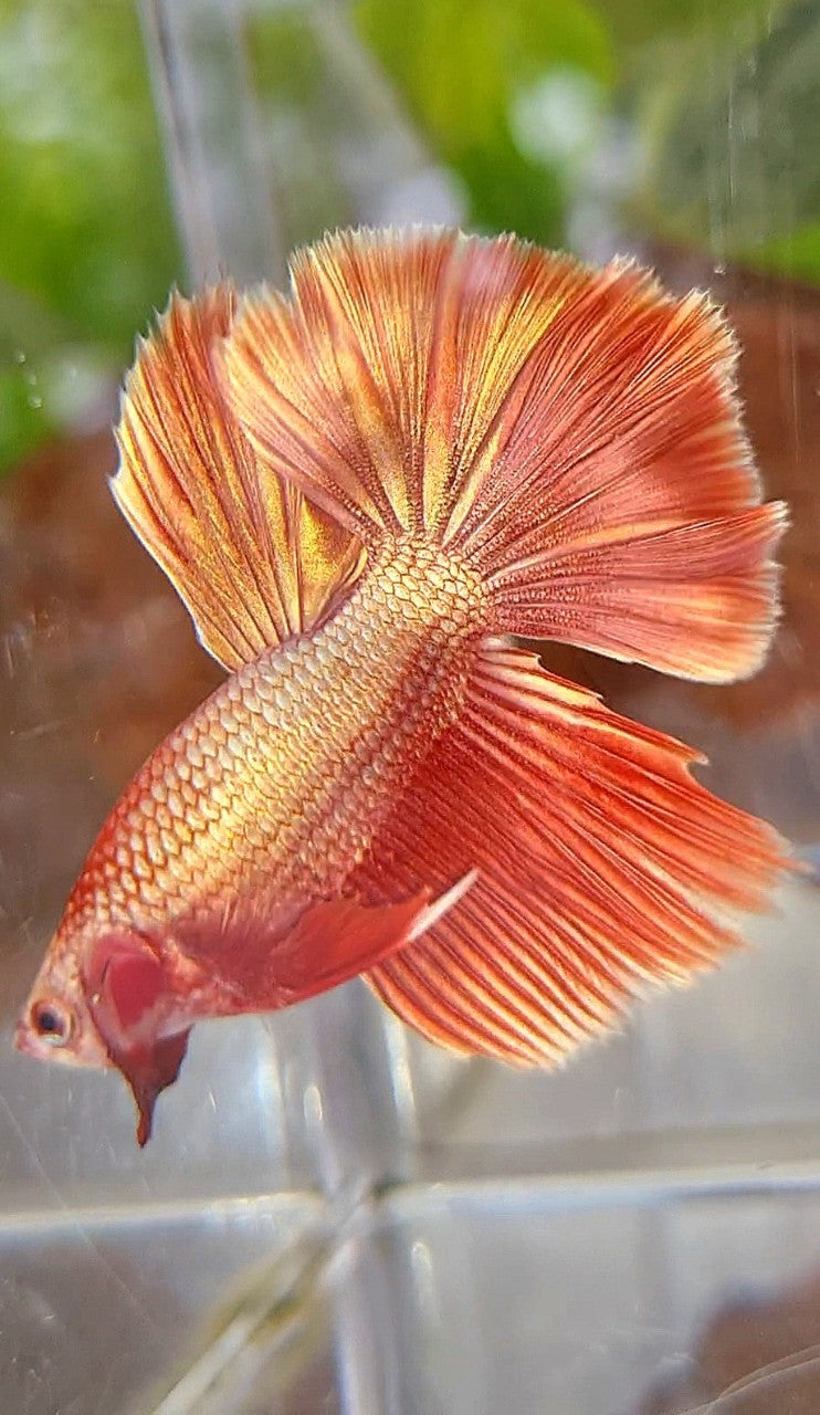 HALFMOON ROSETAIL SUPER ROSEGOLD BETTA FISH