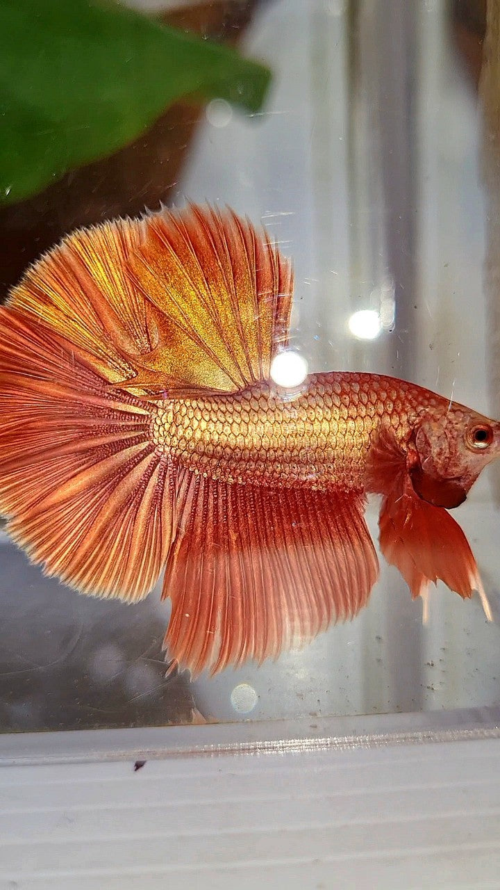 HALFMOON ROSETAIL SUPER ROSEGOLD BETTA FISH