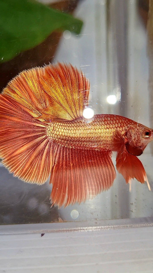 HALFMOON ROSETAIL SUPER ROSEGOLD BETTA FISH