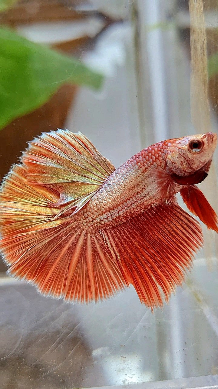 HALFMOON ROSETAIL SUPER ROSEGOLD BETTA FISH