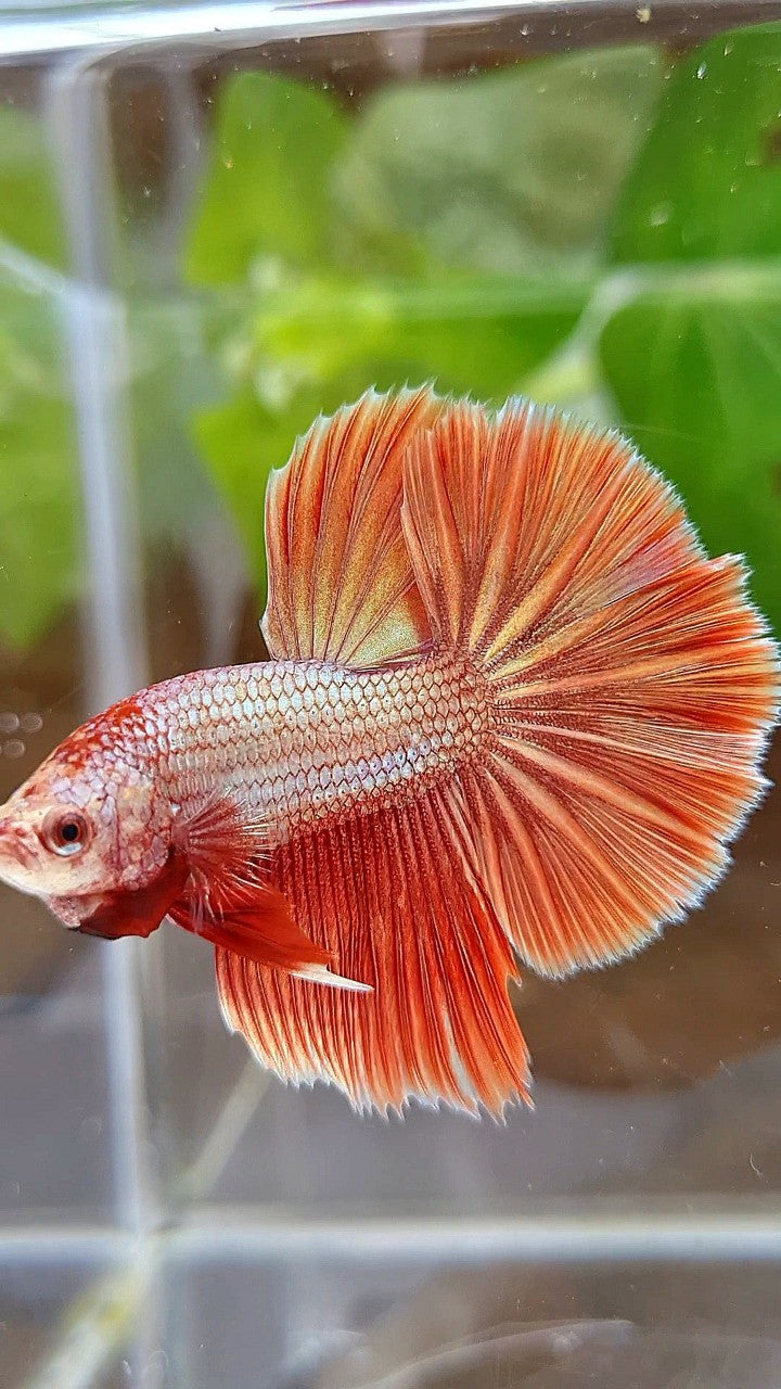 HALFMOON ROSETAIL SUPER ROSEGOLD BETTA FISH