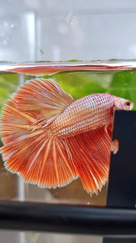 HALFMOON ROSETAIL SUPER ROSEGOLD BETTA FISH