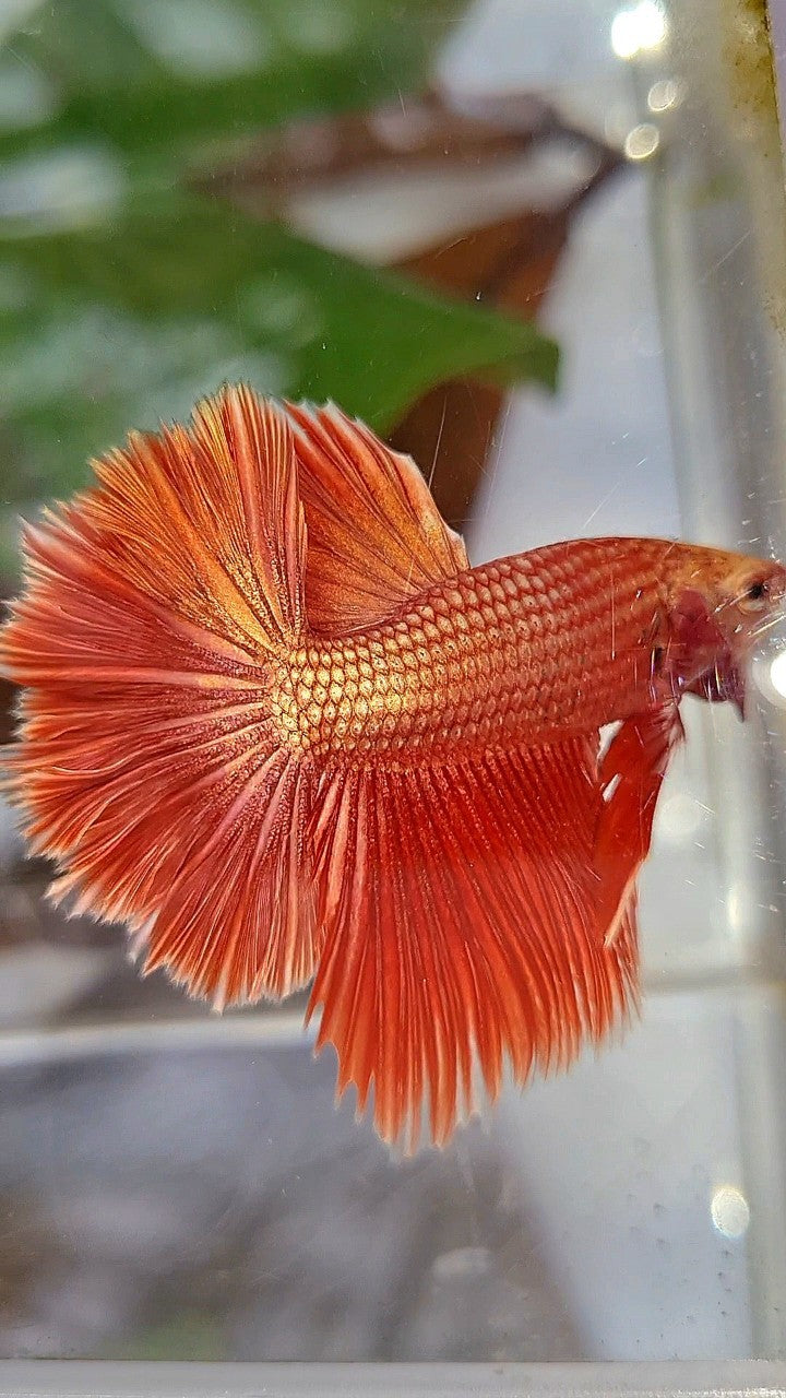 LUXURY HALFMOON ROSETAIL SUPER ROSEGOLD BETTA FISH