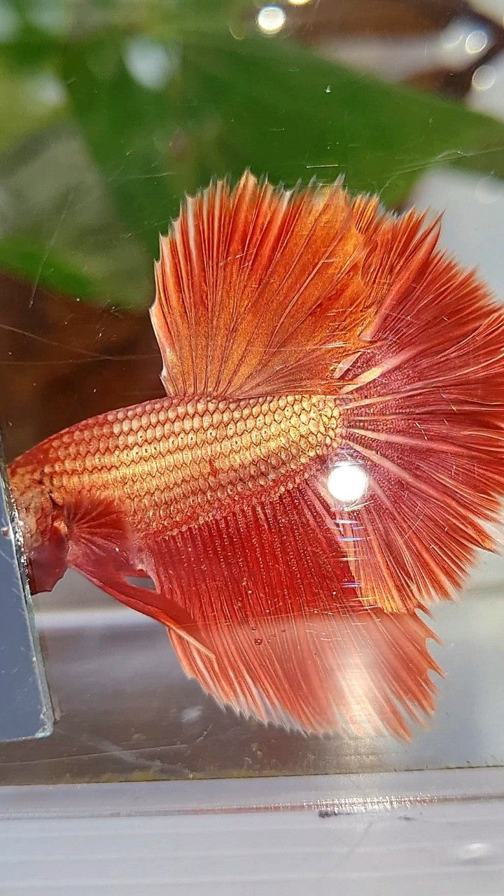 LUXURY HALFMOON ROSETAIL SUPER ROSEGOLD BETTA FISH