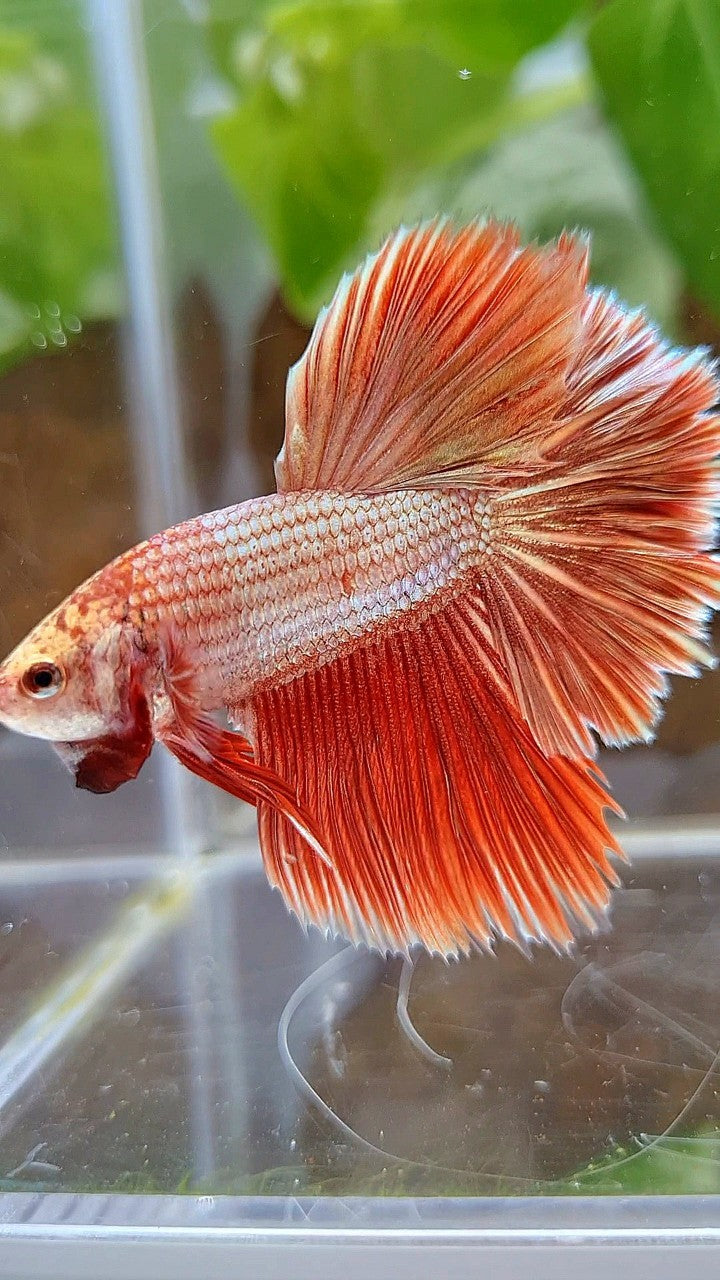 LUXURY HALFMOON ROSETAIL SUPER ROSEGOLD BETTA FISH