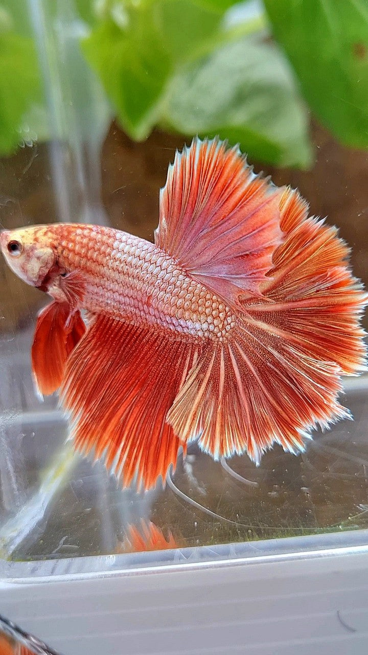 LUXURY HALFMOON ROSETAIL SUPER ROSEGOLD BETTA FISH