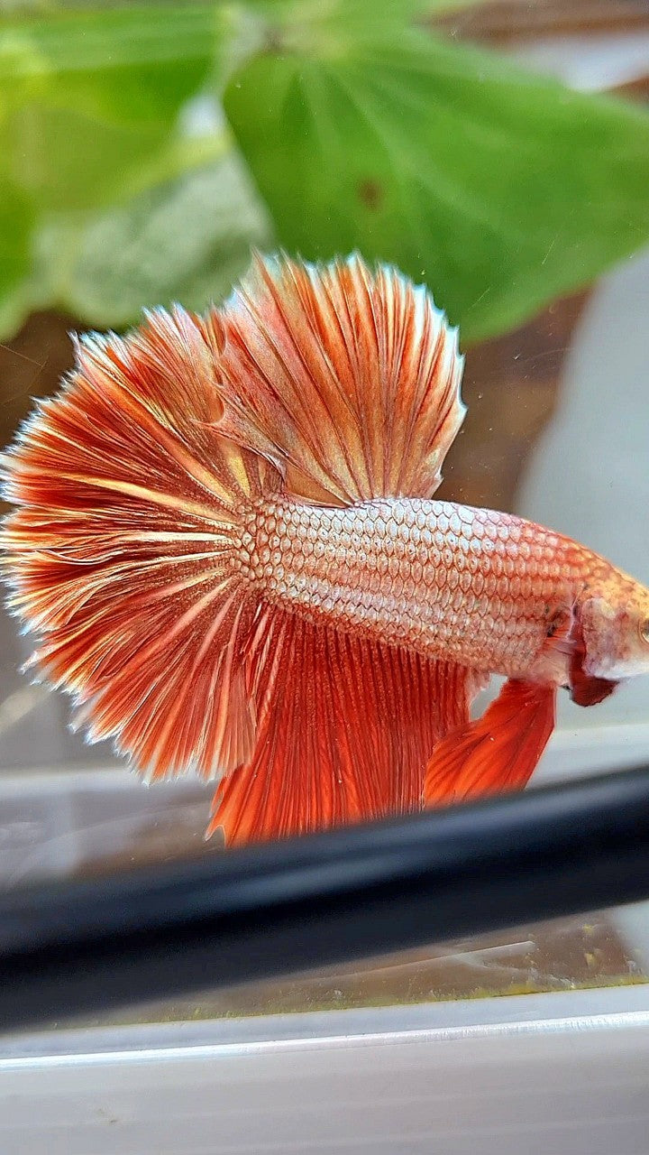 LUXURY HALFMOON ROSETAIL SUPER ROSEGOLD BETTA FISH